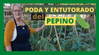 ✂ PODA Y  ENTUTORADO DEL PEPINO [✅ FÁCIL Y ✌ RÁPIDO] | EN CAMPO Y ALMA