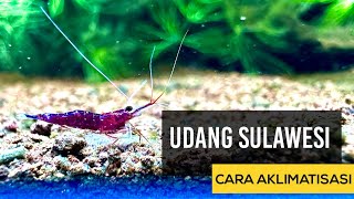 Cara Adaptasi Udang Hias Sulawesi