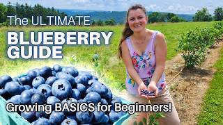 BLUEBERRY Basics EVERYTHING You Need to KNOW! #growingindependence #gardening #blueberries #basics  Blueberries Everything You Need To Know