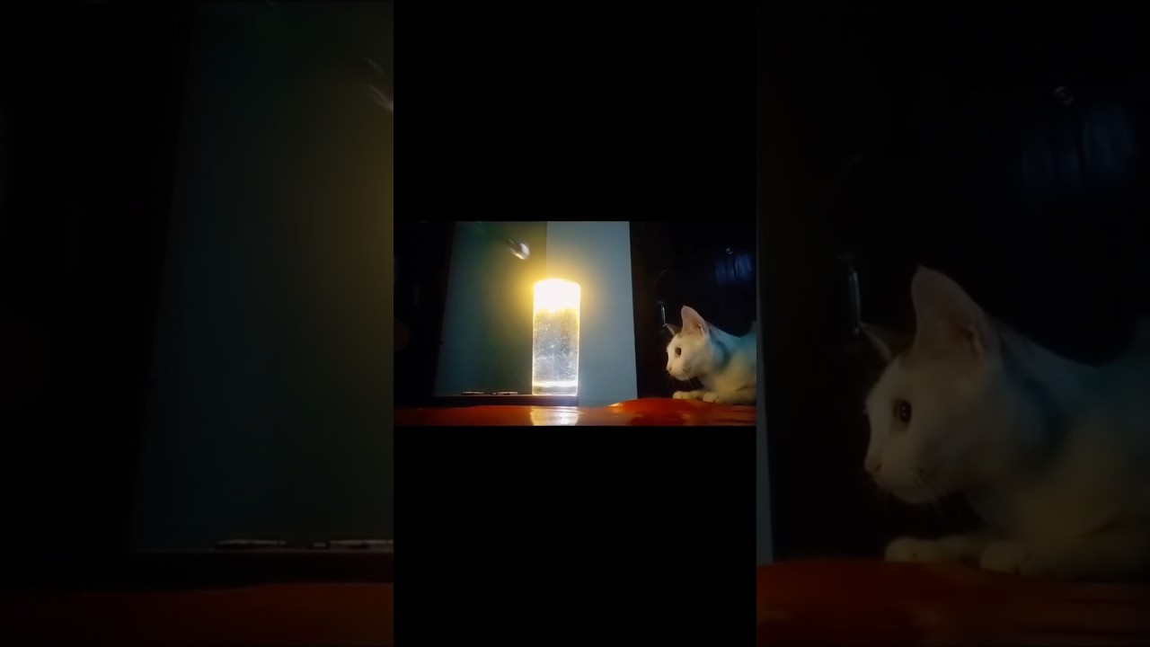 আম্মু trending video করতে গিয়ে এটা কি করল??🤣😁#shortvideo #funny #cat #catvideos #fun