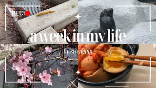 college diaries: a week in my life | lots of flowers, haikyuu, trying new recipes