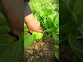 Smart farmers in cultivating healthy pak choy from simple care #shorts