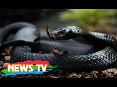 Video Top 15 loài rắn độc nhất thế giới - youtube
