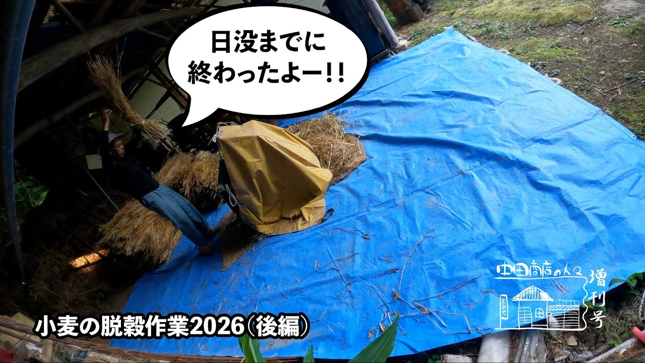 脱穀機　揉外し 第146回】足踏み脱穀機で小麦の脱穀するよー！！2026後編 - YouTube