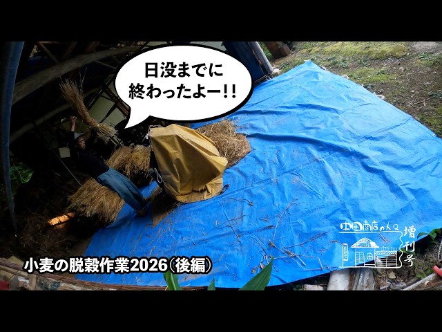 第146回】足踏み脱穀機で小麦の脱穀するよー！！2026後編 - YouTube