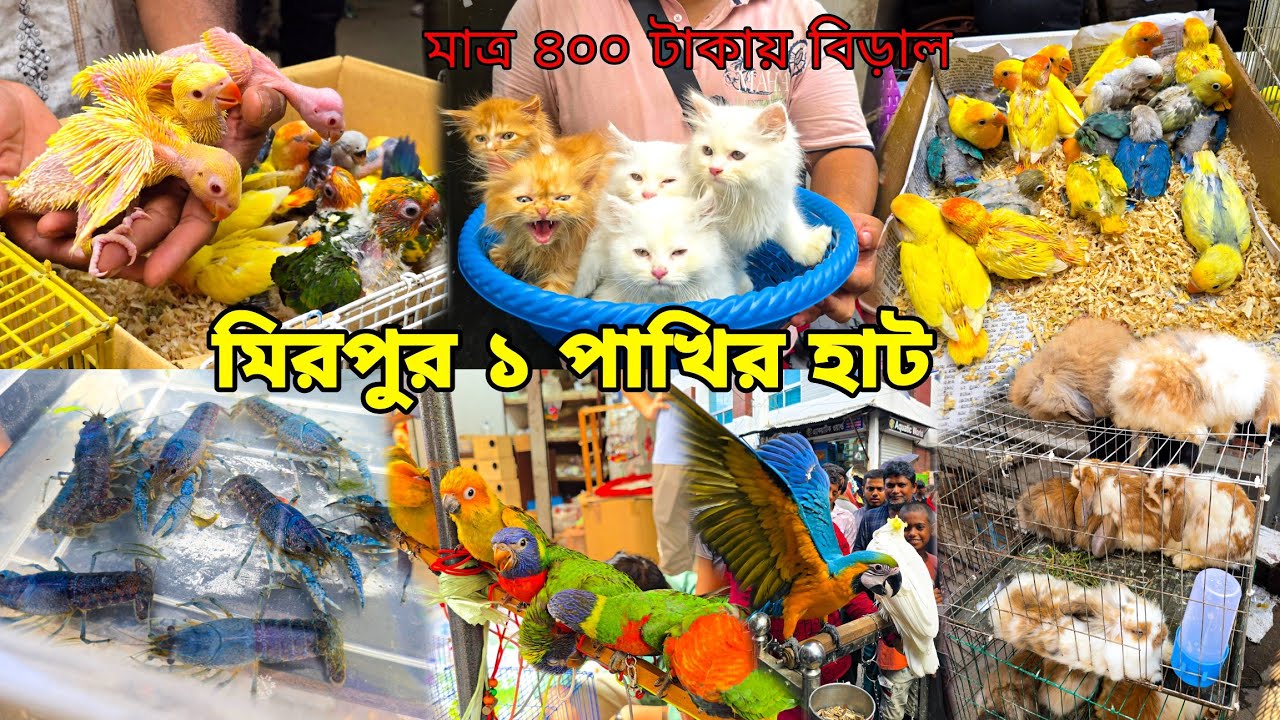 Кошки всего за 400 така | Мирпурский 1 пахирский хаат_Плотина Биралер_Мирпурский 1 пахирский хаат...