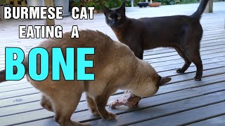 Tonkinese Cat eating a bone by Rupert the Cat and Family 131 views 2 years ago 2 minutes, 2 seconds