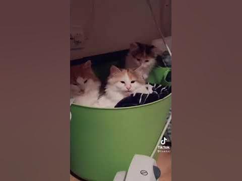 Семейство Ангорски Котки #кот #котенок #котки #коты - YouTube