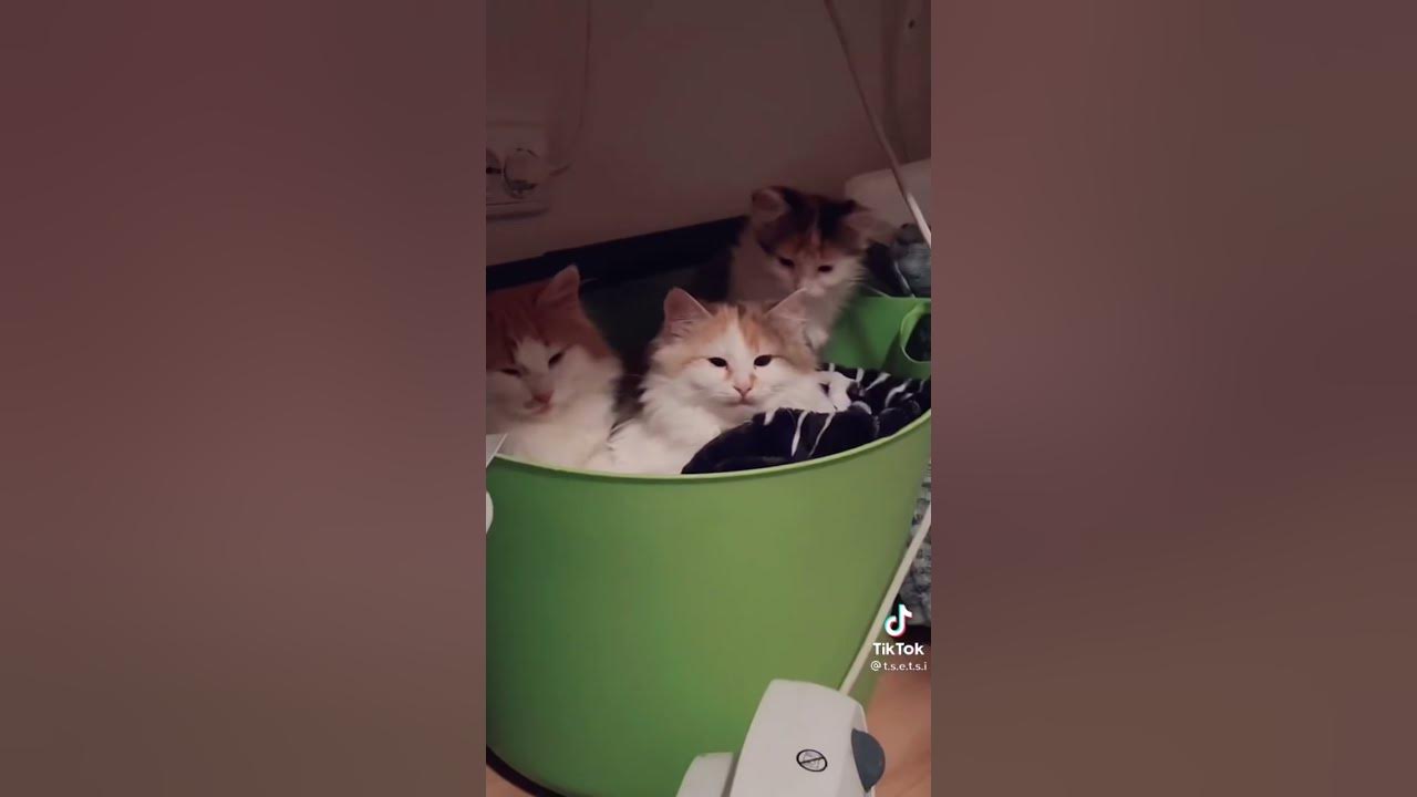 Семейство Ангорски Котки #кот #котенок #котки #коты - YouTube
