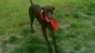 German Shorthaired Pointer Dog Playing Frisbee by Zan Sullivan-Wilson 8,377 views 14 years ago 1 minute, 2 seconds