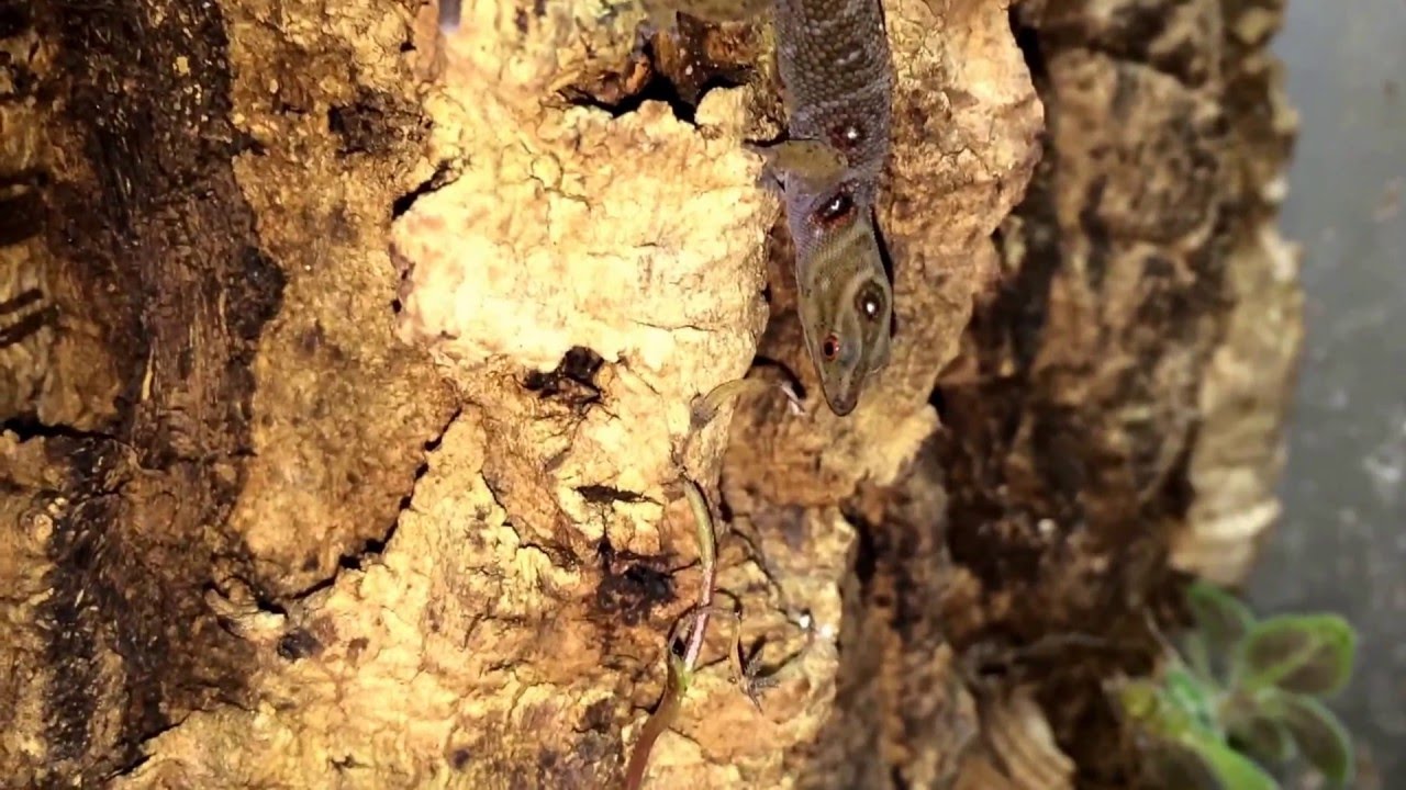 camera iphone 8 plus apk Gonatodes daudini F1 male in its terrarium