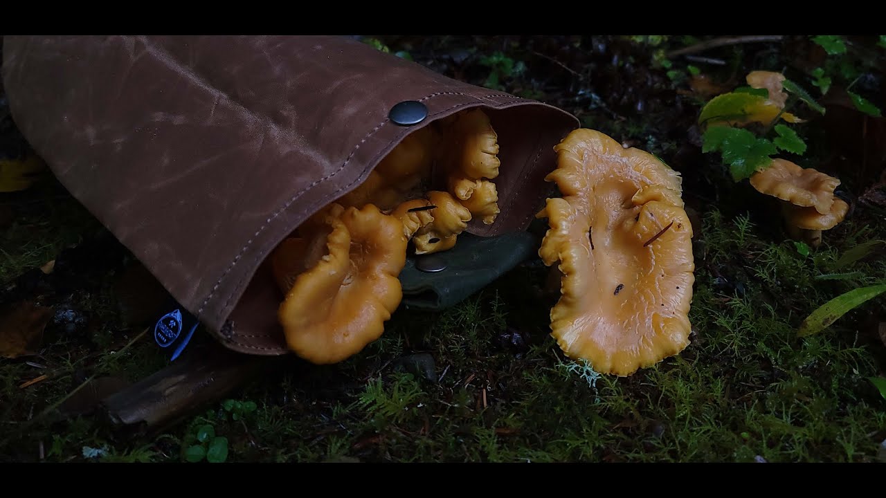 The Perfect Mushroom Foraging Solution - PNWBUSHCRAFT Belt Pouch
