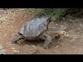 Diego, la tortuga que salvó a su especie de la extinción