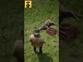 Arthur Kills a Deer…