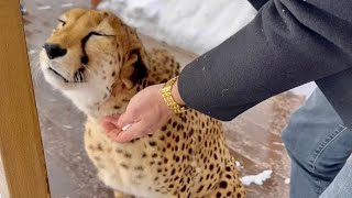 Cheetah Gerda loves having her ears cleaned! What a cute reaction!