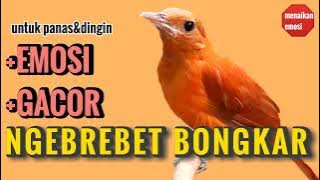 Lambat Panas Pancingan Burung Loyo