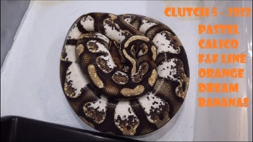 Clutch 5 - 2022 Pastel Calico F&F Line Orange Dream Bananas