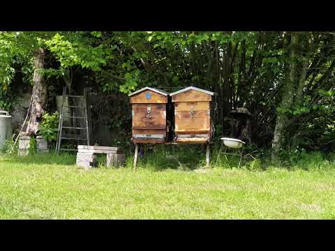 Oiseaux qui mange les abeilles devant la ruche sur la planche d&rsquo;envol