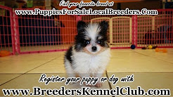 atlanta pets - craigslist, Looking for dogs and puppies for sale in Atlanta? Why not adopt?, Atlanta - dogs for sale, puppies, cats, kittens & exotic pets for sale ..., Dogs & Puppies For Sale in Atlanta, Georgia - Hoobly Classifieds, Dogs & Puppies For Sale in Georgia - Petland Kennesaw