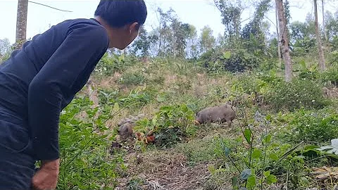 A big wild boar came to Robert's farm, Survival In...