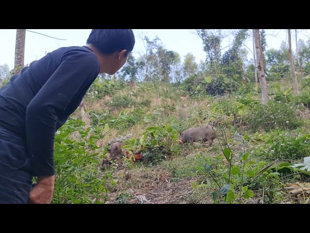 A big wild boar came to Robert's farm, Survival Instinct, Wilderness Alone (ep129) class=