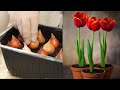 Выгонка тюльпанов к 8 марта/Сад и огород (203 вып)