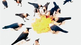 Crow In English Parindon Ki Duniya 12