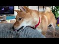 Kenji the shiba crimes compilation