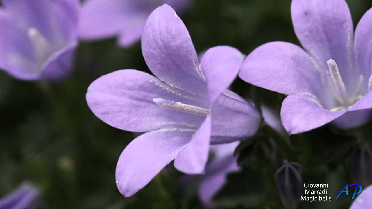 GIOVANNI MARRADI - Magic Bells - YouTube