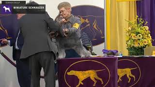 Miniature Schnauzers | Breed Judging 2020