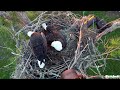 M15 sees the chick for the first time southwest florida eagle cam