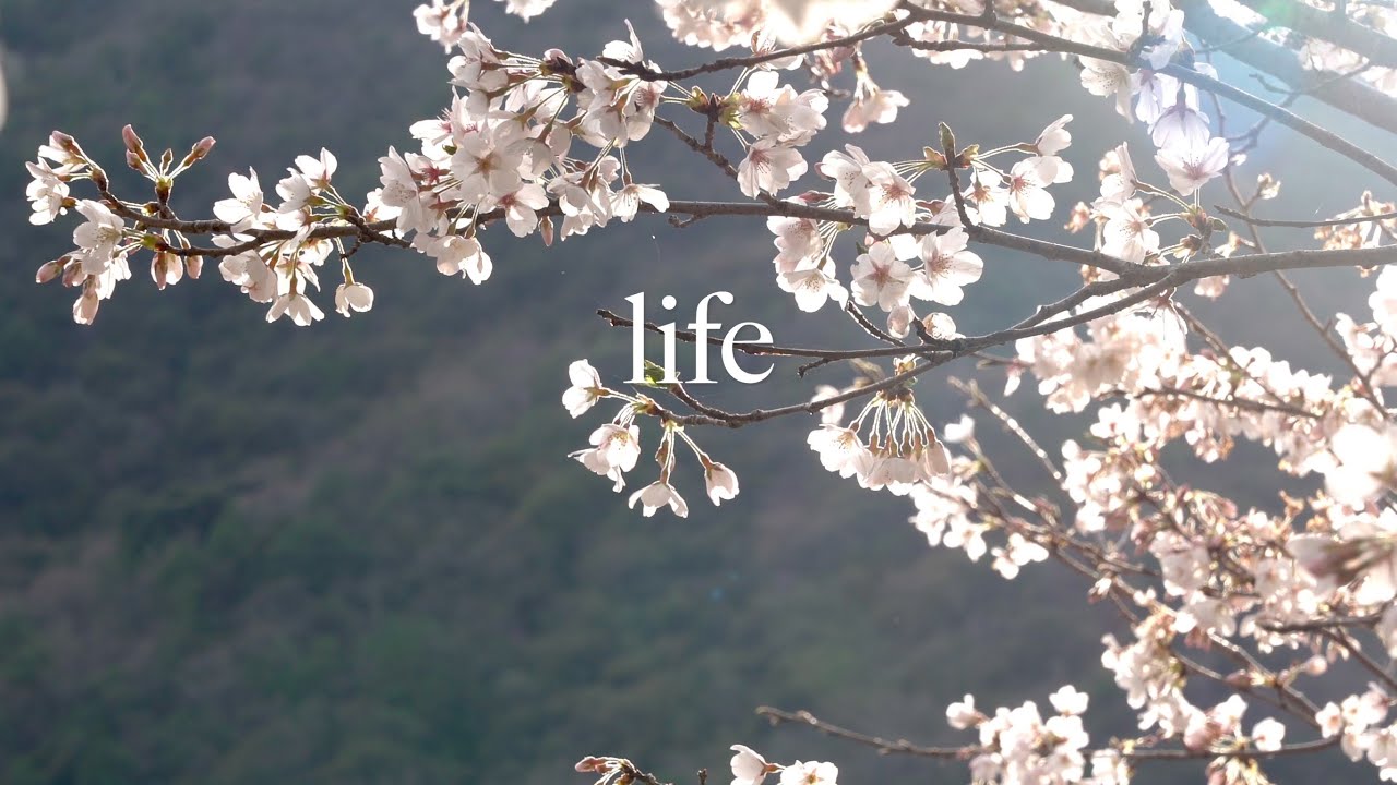 【里山狩猟生活#26】満開の桜を見ながら、よもぎ餅を作って食す 。