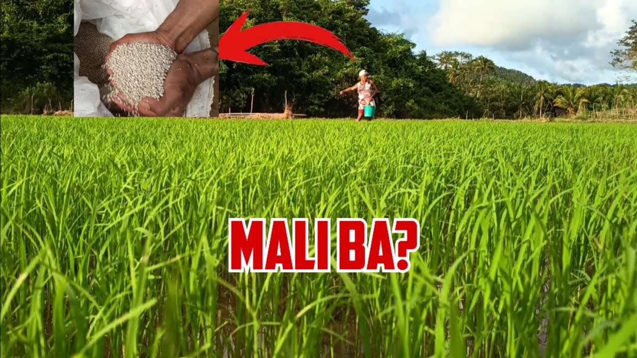 First Fertilizer sa Palay: Kailan, Bakit, at Paano Top 10 Tanong ng Magsasaka (PalayCheck & PhilRice