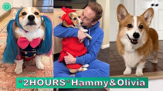 *2 HOURS* Hammy &amp; Olivia Corgi New TikTok Videos 2024 |Hammy and Olivia TikTok Compilation
