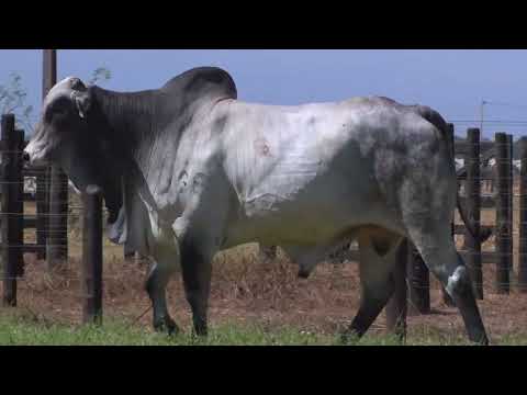 43º Mega Leilão Carpa Touros | LOTE 53 - 8555