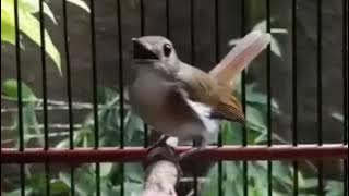 the brown-chested jungle flycatcher chirping so sweetly