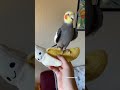 Cockatiel Drop A Cool Beat On His Banana #yumyumthetiel #cockatiel #parrot #pet #bird