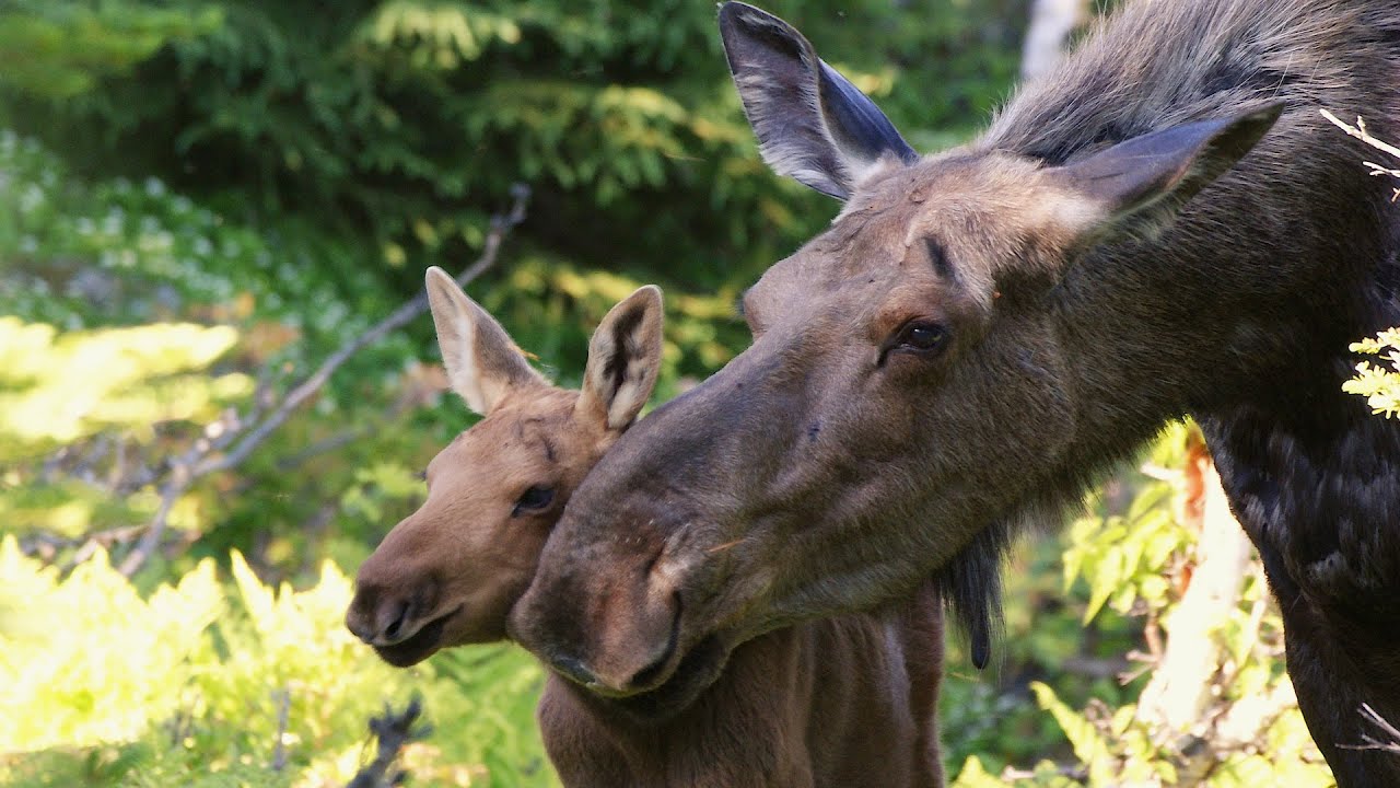 AU PAYS DU LOUP avec Gisèle Benoit, Épisode 14 – Merveilleuses mamans
