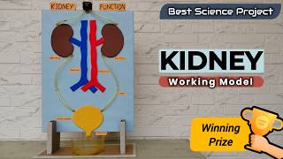 Human Kidney Working Model For School Science Project| Diy Kidney Working Model