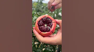 RT 040101103 Mini Rotary Tillage And Ridging All In One Tree Short View Fruit Pomogranate 