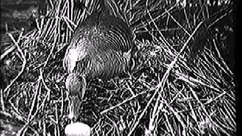 Fixed Action Pattern