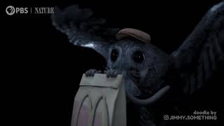 Owl dad goes food shopping!
