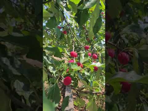 Video: Was ist ein Prairifire Tree: Wie man Prairifire Crabapples im Garten anbaut