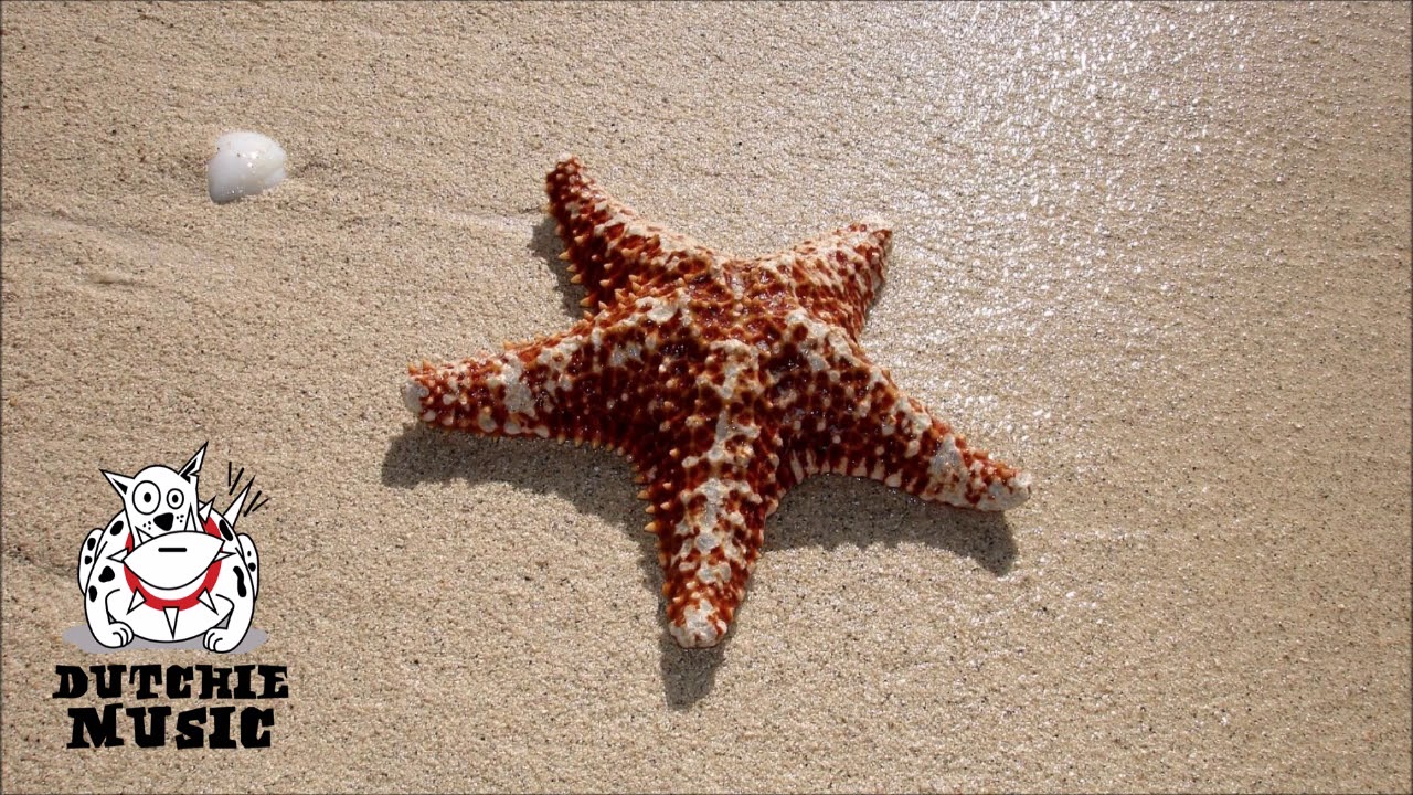 Море морская звезда фото