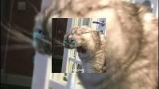 Download lagu cameron dallas - she bad (speed up)