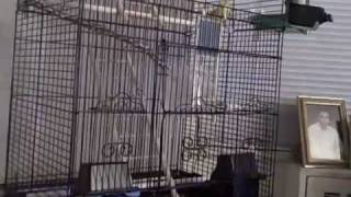 My Budgies Going Home For The Night...