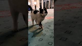 Cat in the mosque