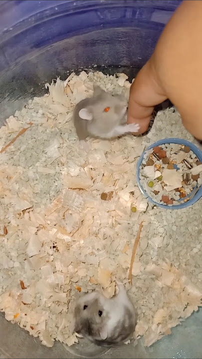 Kaget pas digigit hamster #ngakak #hamster #hamsters
