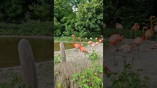 🇨🇿 Zoo Ostrava #travel #automobile #zoo #zwierzęta #ogródbotaniczny #azalie #rododendrony #Ostrava
