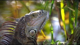 Green Iguanas Escape 01 Footage